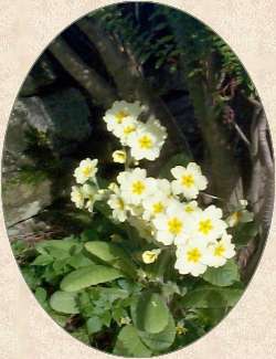 New Life